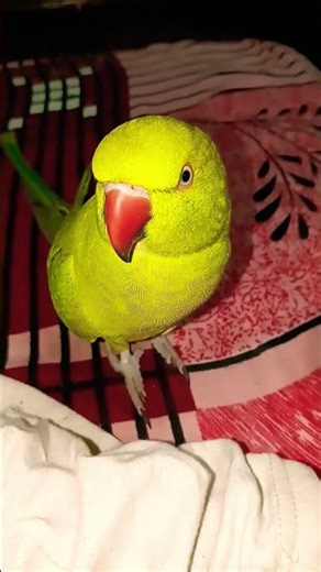 #youtubeshorts #shorts #parrot #talkingparot #birds #cute #viralvideo #trending