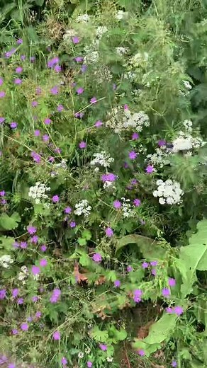 Exploring the Meaning Behind Mrs Magic by Strawberry Guy