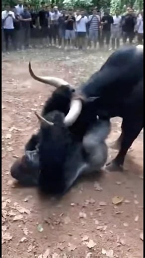 Bull vs Gorilla – Brutal Animal Fight Caught on Camera