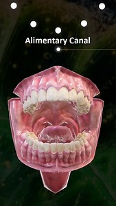 Let's know our teeth | #reels #biology #neet #neetpreparation #neet2026 #neetstrategy #medico #medicos #doctor #knowledge #learnwithfun | Topics by Naveen Kumawat