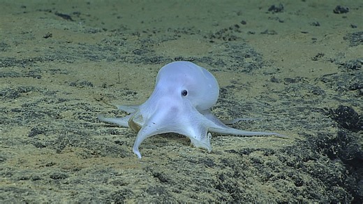 10 Years of the “Casper” Octopus - NOAA Ocean Exploration