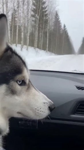 apex predators on Instagram: "The moment wild wolves walked right up to my car window while my Husky watched. You won't believe how close they got in this snowy forest. ​This rare wildlife encounter shows the incredible difference between a domestic Husky and wild timber wolves. Filmed during a winter drive through the deep forest. ​🌿 Support this work: Become a premium member of the channel and help produce more wildlife content: [Link to Join] 💰 Prefer to donate directly? PayPal: alencaroyal