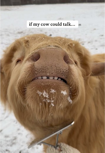 If My Cow Could Talk: An Adorable Cow Video