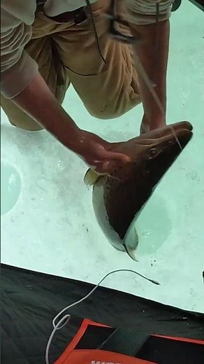 Giant Buck Brown Trout Ice Fishing #troutfishing #icefishing #browntrout