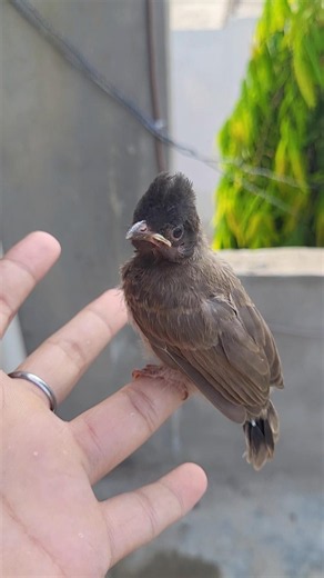 I found a cute baby Bulbul 🐦🥰 #shorts #bulbul #babybird #animallovers #villagelife