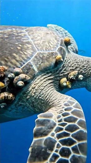 Sea Turtle Heavily Covered in Barnacles | Resilience of Marine Ecology