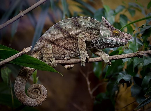 10 Dieren met de beste camouflage - Dierenfun