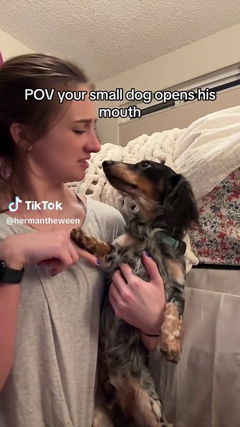 Dachshund Puppy's Stinky Breath: A Funny Pet Video