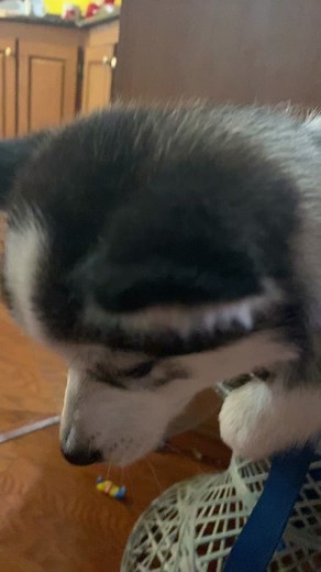 Games for no reason (@puppyrex129010)’s videos with Funny Song - Sounds Reel