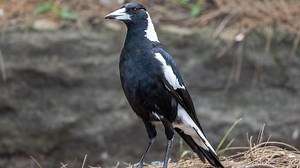 The magpie is the winner in our search for Australia's favourite animal sound