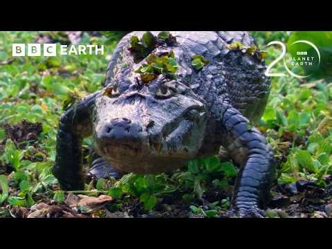Caiman Searching for its Next Meal | 20 Years of Planet Earth | BBC Earth