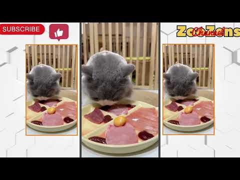 Cat Eating ASMR (Crispy & Crunchy Sounds)