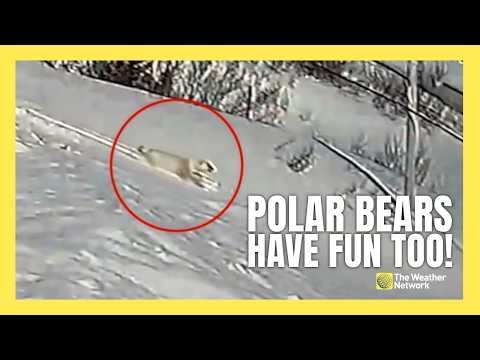 Polar Bear Caught On Camera Tobagganing In Newfoundland