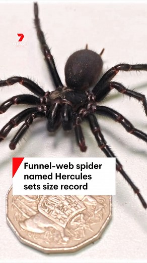 A male funnel-web spider could be the biggest ever caught, larger than a 50 cent piece. #spiders #funnelweb #7NEWS | 7NEWS Sydney