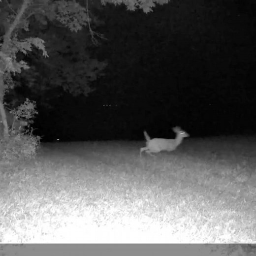 Coyotes Chase Deer