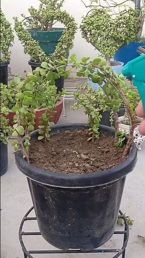 Jade Plant Topiary from Cuttings 🌿 Easy DIY Plant Shaping