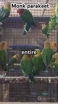 The Monk Parakeet – The Urban Survivor