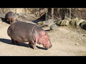 River Hippopotamus Walking Slowly