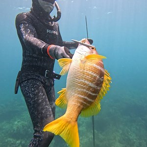 Catching Snapper Underwater! | Ryan Myers