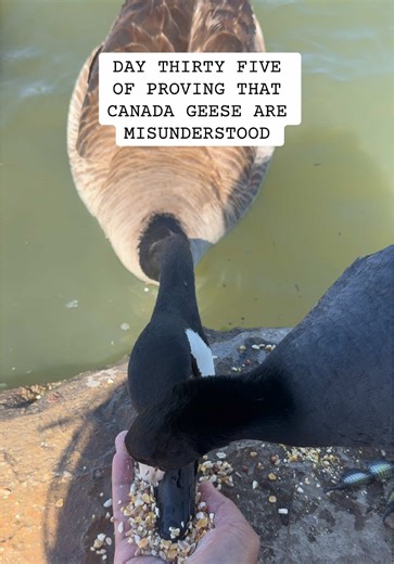 When people tell me that they are aggressive and bully towards other waterfowls, I just show them this kind of videos. The goosies around our area never bully anyone else aside from their own kind lol. #gooseoftiktok #geeseoftiktok #birdsoftiktok #goose #geese