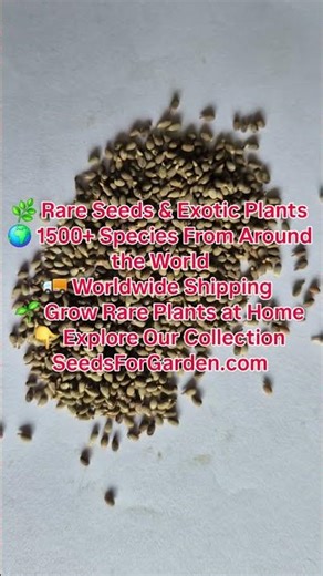 Growing Balsa Trees at Home (Easier Than You'd Expect) #balsa #gardening #diy