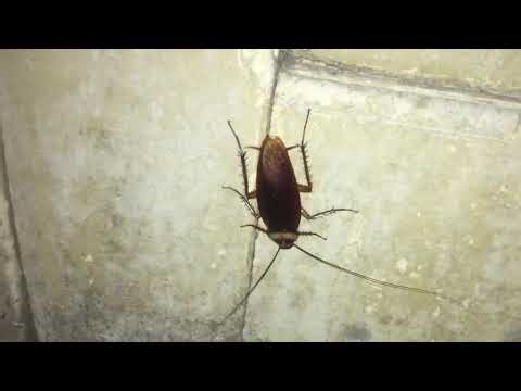 Cockroach adapted in extreme environments , *Nature is intelligent*