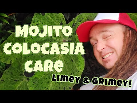 Mojito Colocasia How to Care and Grow