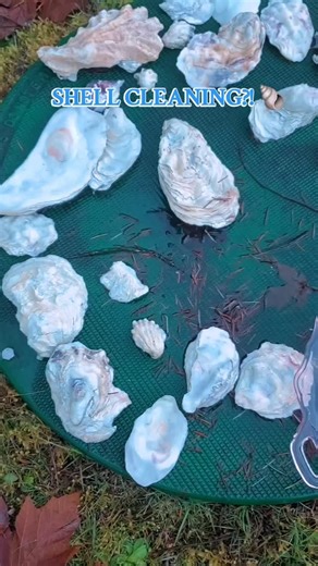 BLOODY & BASHFUL on Instagram: "Do you think I should give them another bath? 🤔 These shells could use more shine I think... . . . #Shells #foraging #trinkets #diy #oddities"