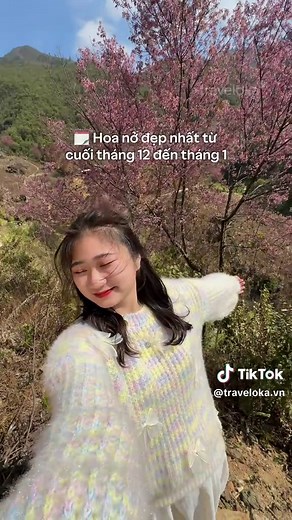 Khám Phá Hoa Tớ Giày Mù Cang Chải Dịp Tết Dương Lịch