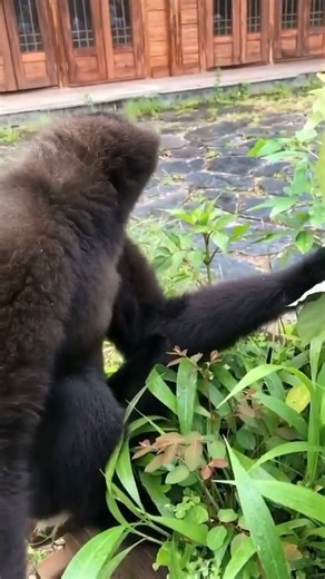 What do you think he’s yelling about⁉️ Wrong answers only👇🏻⁣ #Gorilla #GorillaVibes #WildlifeReel #JungleKing #AnimalPower #WildlifeLovers #NatureReels #ViralAnimals #ExplorePage #ReelItFeelIt #WildPlanet #MajesticBeast | Gorilla Lover