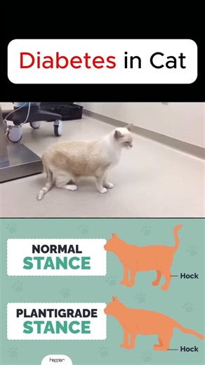 Bambi Pet | Understanding Feline Diabetes & The Plantigrade Stance Have you noticed your cat walking with its hind legs unusually low, almost as if its... | Instagram