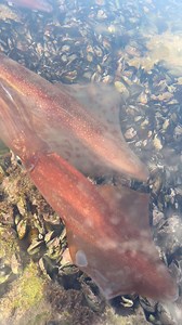 Alive calamari 🦑🦑😍 #cumi #calamares #cuttlefish #gurita #Videography #beachlife #octopus #calamari #calamar | Ben Mouloud_vlogs