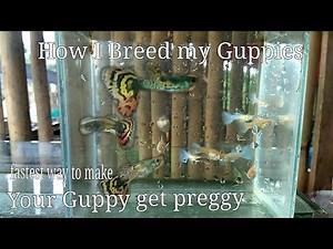 How to make your guppies give birth faster | Livesbearer Aquatics