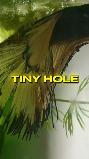 Why Betta Fins Keep Disappearing (It’s Not Disease)