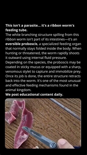 This isn’t a parasite… it’s a ribbon worm’s feeding tube.