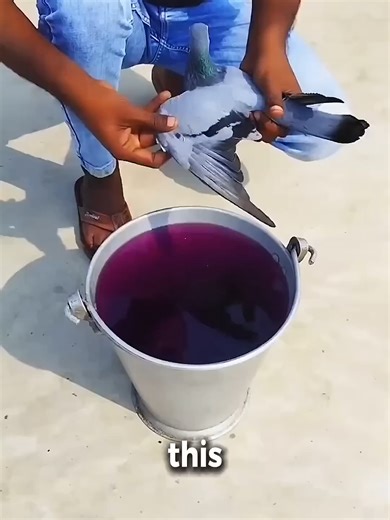 Understanding Pigeon Spa Treatments for Healthy Birds