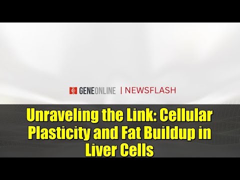 Unraveling the Link: Cellular Plasticity and Fat Buildup in Liver Cells