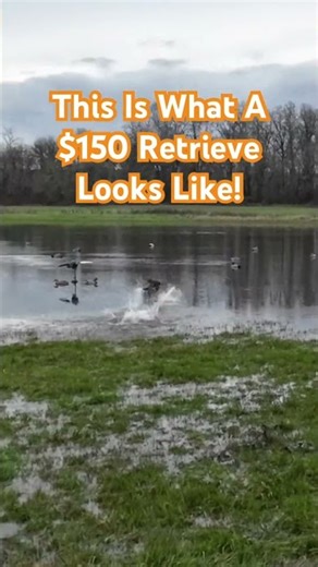 My dog can be hard on equipment! #duckhunting #retriever #waterfowl