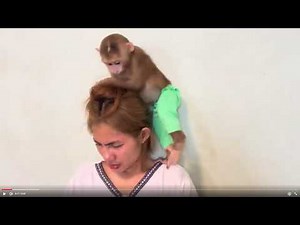 Baby monkey Miker playing with Mommy