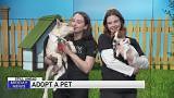 Adopt-A-Pet:  PAWS Chicago