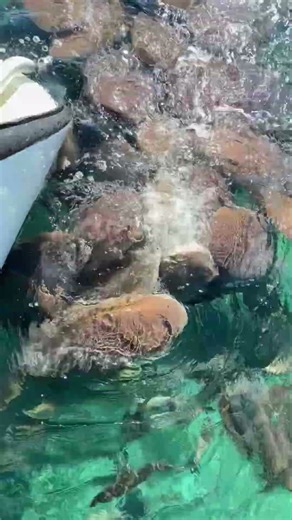 Shark Alley, Hol Chan National Reserve, Ambergris Caye, Belize #ambergriscaye #snorkeling