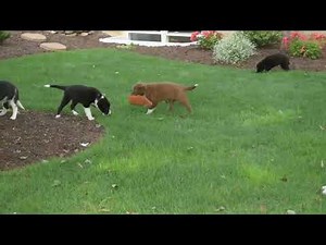 Border Collie Puppies For Sale