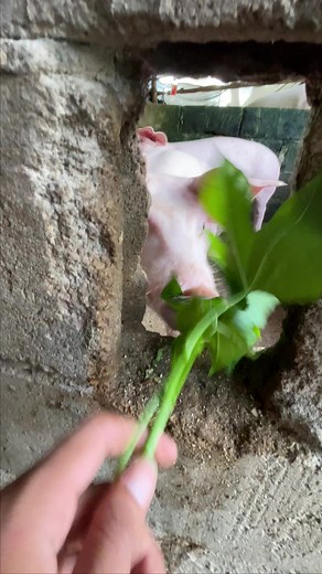 5.8K views · 33 reactions | Pig eating so yummy #pig #eating #so #yummy #food #losangeles #pigs #piggy #instagood #foodie #pigsofinstagram #eat #art #piglet #instafood #grateful #delicious #minipig #losangelesart #piggies #goodvibes #yum #oink #likeforlikes #petpig #hungry #smile #foodphotography #pigstagram #foodgasm | Pig Videos | Facebook