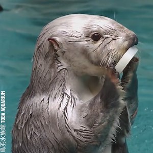 This adorable otter will make your day Thanks for watching! Please be aware that this video is for entertainment purposes only and techniques shown should not be attempted at home! Partner: 鳥羽水族館 TOBA AQUARIUM IG: https://www.instagram.com/toba_aquarium.official/ YT: https://www.youtube.com/@TobasuiChannel/videos | Awesome