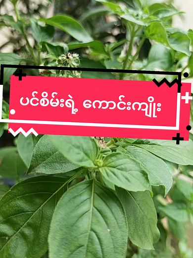 ပင်စိမ်းရွက်၏ ကျန်းမာရေးအားသာချက်များ
