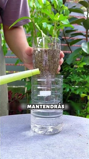 🌱 How to Make a DIY Propagator for Cuttings