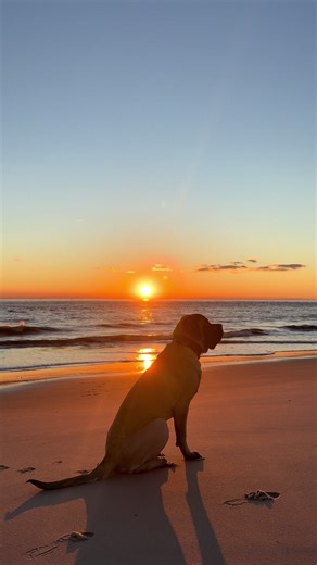 Blue’s week in Cape May ft. Beach #kyliecosmetics #mastiff #bigdog