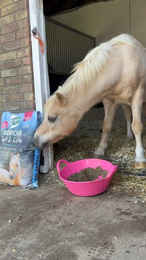 Senior Soft & Lite, approved by Melon 🍉 25 year old, Melon, has his Senior Soft & Lite as a mash, but you can feed it dry too. As you can see, it’s truly irresistible, even fussy horses loves Senior Soft & Lite. ✅ #fedonbaileys #teambaileys 💚 #veteranhorse | Baileys Horse Feeds
