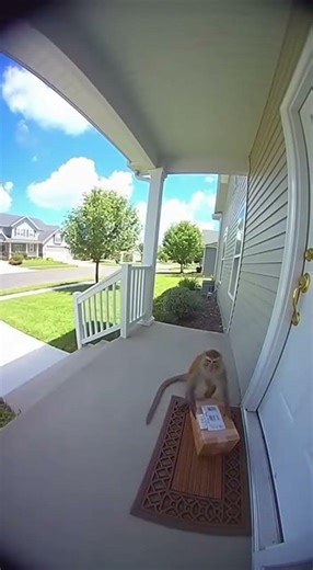 Monkey's Delivery Mix-Up!