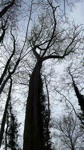 Crack willow tree split in the middle 🪵🪵🪵